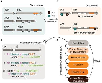 Modeling emergence of Wolbachia toxin-antidote protein functions with an evolutionary algorithm